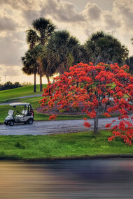 A Golf Cart and a Poinciana Tree at Jupiter Golf Course, Kim Seng