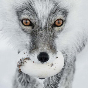 Wildlife Photographer of the Year. Courtesy of ROM 