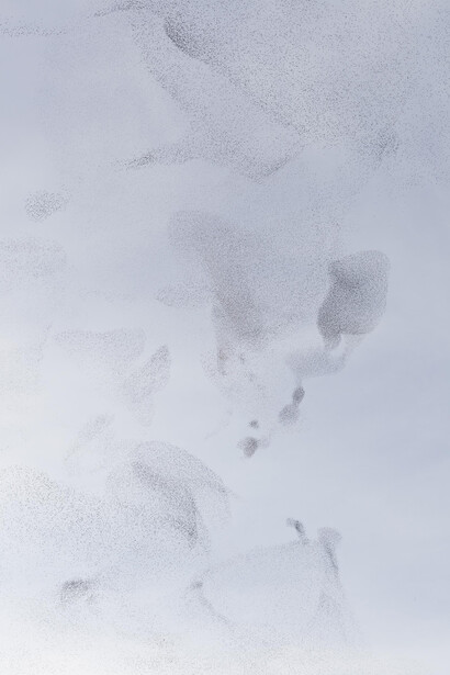 Daniela Friebel, from the series Auspicia
