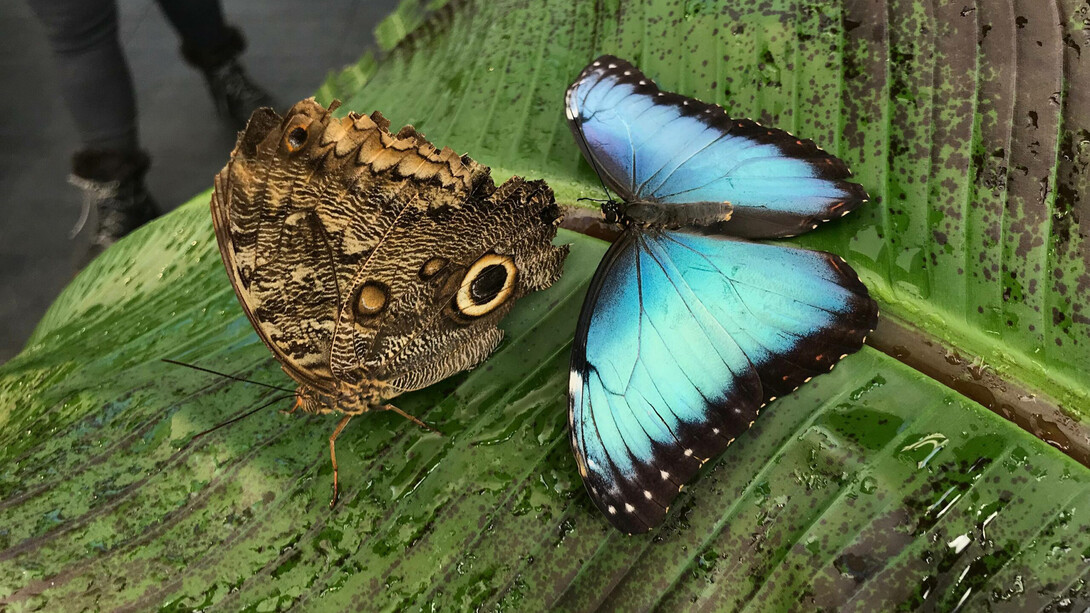 Butterflies in flight, exhibition view. Courtesy of the Canadian Museum of Nature