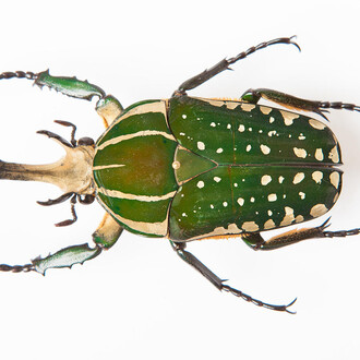Color of Life. Courtesy of California Academy of Sciences