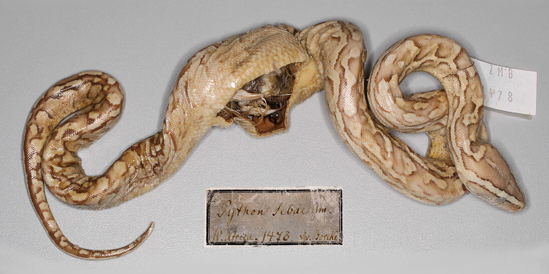 Reptiles and Amphibians. Courtesy of Museum für Naturkunde