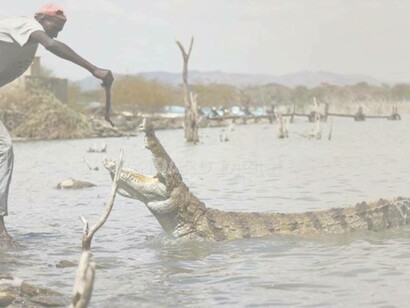 Lake Kamnarok in Kenya, which was at some point the most populated with crocodiles second to Lake Chad, is dying off due to siltation