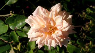 Rosa Dr. Grill di J. Bonnaire, 1886, foto di N. Campanella