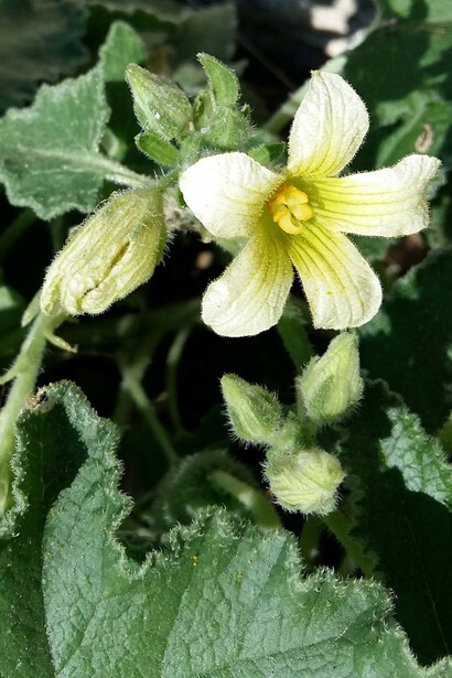 Cocomero asinino (Ecballium elaterium)