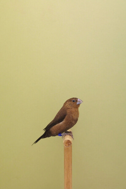 Luke Stephenson, African Silverbill #1, ca. 2016. Courtesy of The Photographers' Gallery