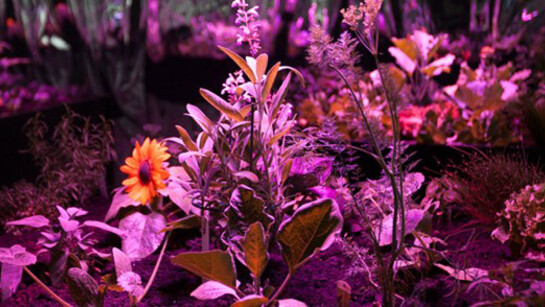 The Garden. The Past. Courtesy of ARoS