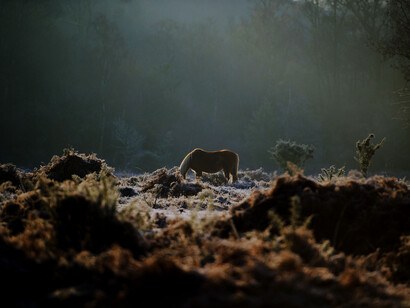 Por lo general, se le confieren atributos positivos, de valor, virtud, coraje y nobleza