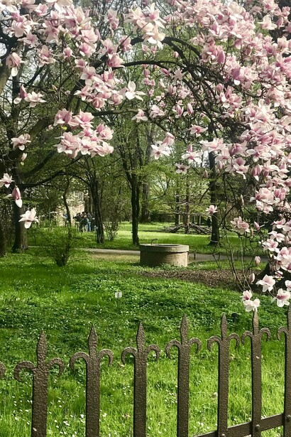La primavera arriva con le prime fioriture all'Orto Botanico