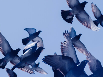 Flying pigeons