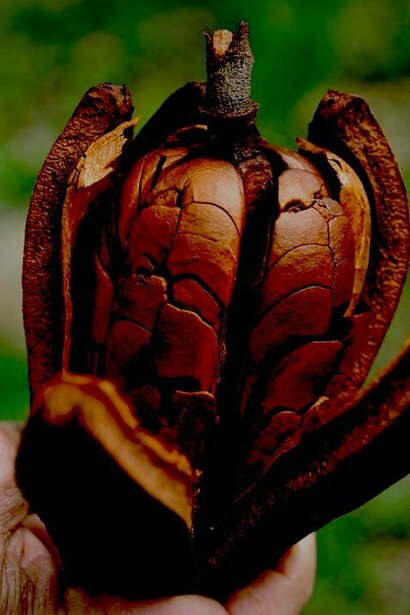 Semilla de caobo («Swietenia macrophylla»)