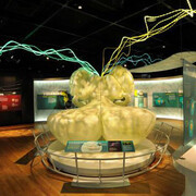 Brain: The Inside Story. Courtesy of Canadian Museum of Nature