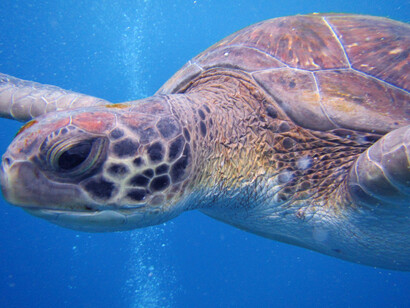Tortuga en The Wall. Tenerife. Foto: Ana Herrero 