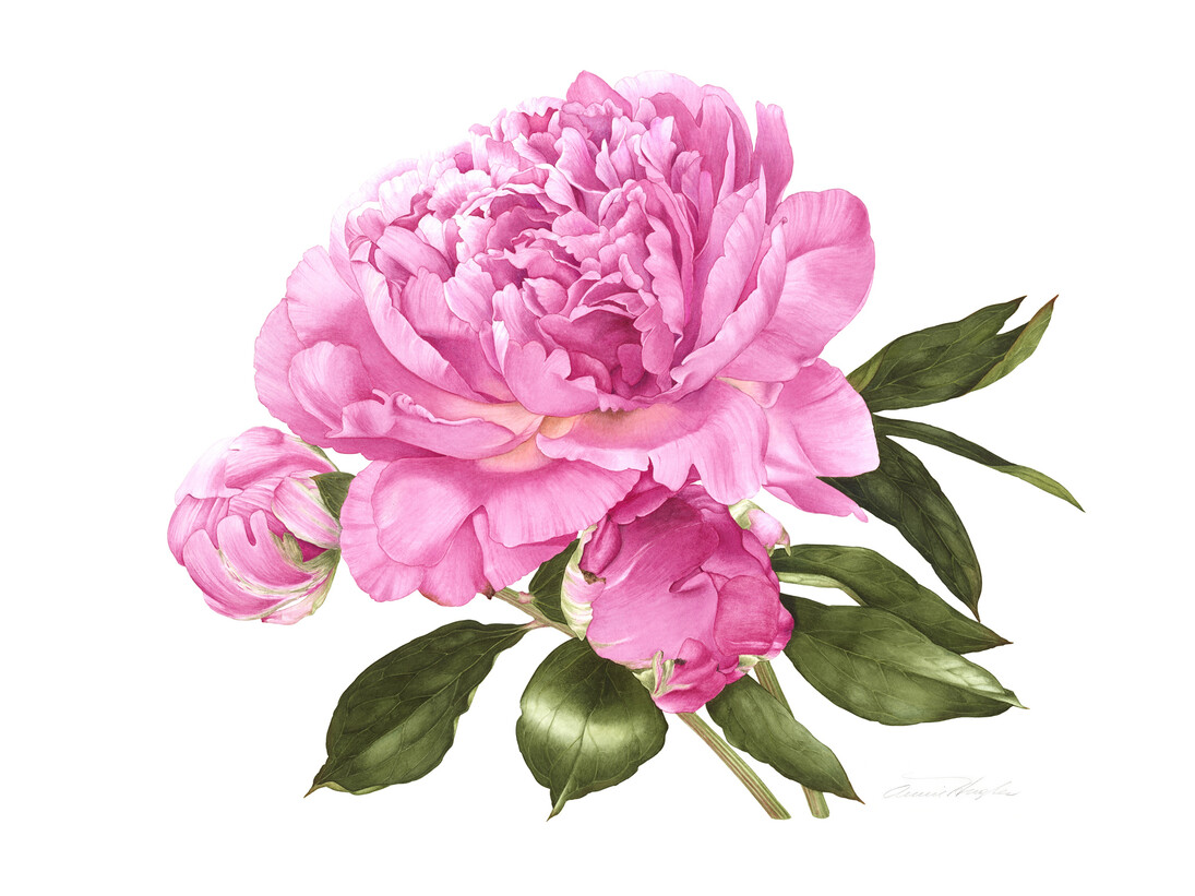 Annie Hughes, Paeonia Officinalis (European Peony), Watercolour on Fabriano 5, 38 x 46 cm