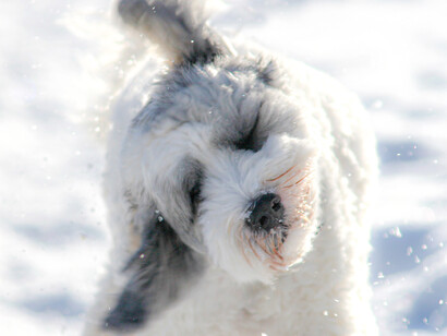 The first known Christmas hymns may be traced to 4th century Rome