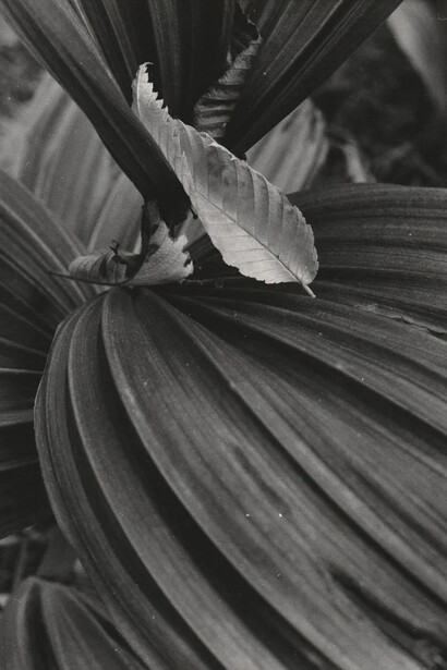 Joseph Buemi, False Helbro (detail), 1971. Courtesy of Maus Contemporary
