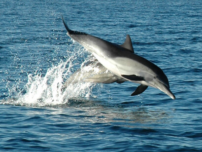 Delphinus delphis