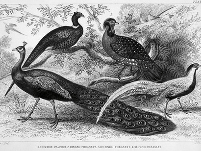 Marcel Broodthaers. Courtesy of Hauser & Wirth