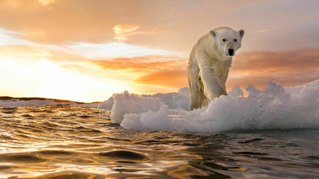 It will occur by 2026 a projected 10 degree Celsius increase in global temperatures