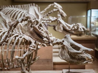Griffin Halls of Evolving Planet. Courtesy of Field Museum