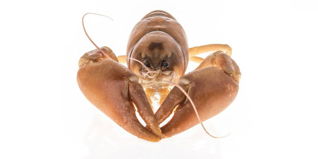 Invertebrate Zoology. Courtesy of Royal BC Museum