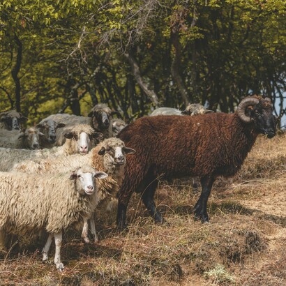 I boschi e i sentieri dell'interno attirano gli amanti della natura e delle escursioni