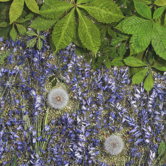 Sasha Sykes, Hope (bluebells and seeds). Courtesy of Voltz Clarke Gallery