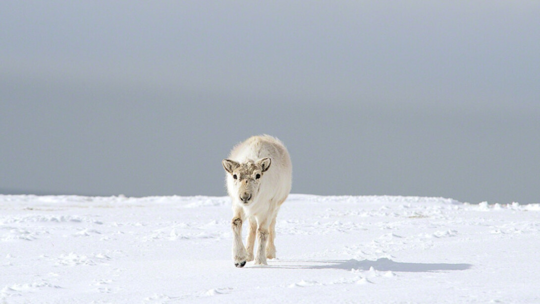 Arctic Fading. Courtesy of Soho Photo Gallery