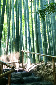 Houkokuji Temple © Alma Reyes