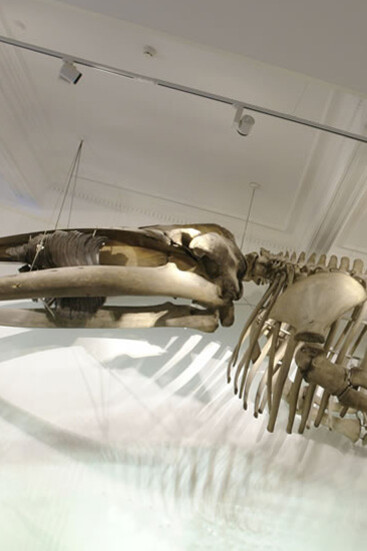 Humpback Whale. Courtesy of Grigore Antipa National Museum of Natural History