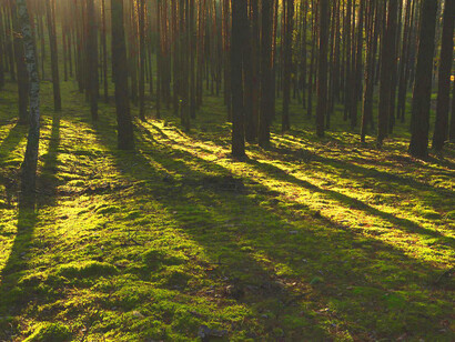 Luce attraversa i rami degli alberi. I limiti dello spettro visibile all'occhio umano non sono uguali per tutte le persone, ma variano soggettivamente e possono raggiungere i 720 nanometri, avvicinandosi agli infrarossi, e i 380 nanometri, avvicinandosi agli ultravioletti