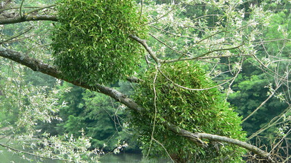 Mistletoe on a tree