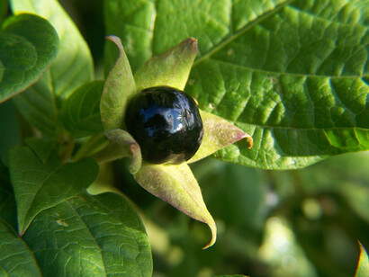 Frutto di Atropa belladonna