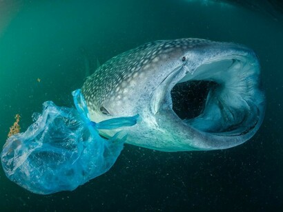 Le correnti oceaniche controllano la distribuzione di microplastica sui fondali marini