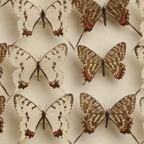 Population Impact. Courtesy of Carnegie Museum of Natural History