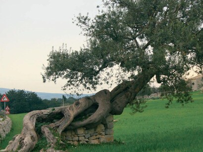 L'eleganza dell'ulivo
