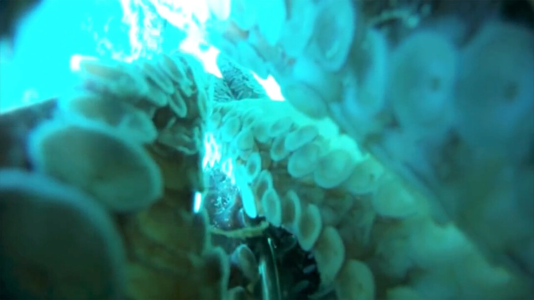 Emilio Vavarella, Animal Cinema, 2017, frame video 2