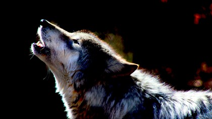 Lobo