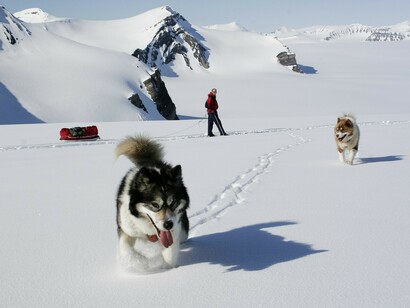 Green Dog Sledding