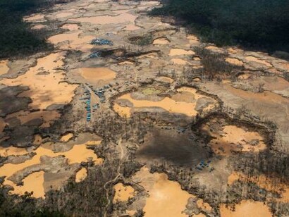In addition to the impact of poaching, the pink river dolphin is endangered because of the increase of Amazon pollution
