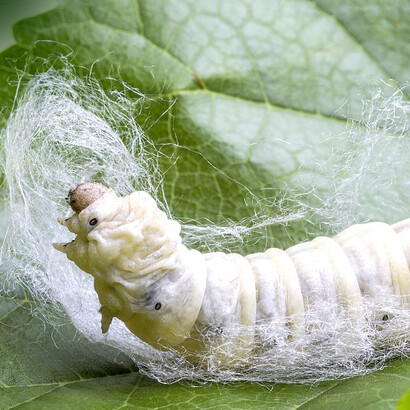 Les maladies des cocons sont observées depuis longtemps et en 1849 les dégâts sont plus importants