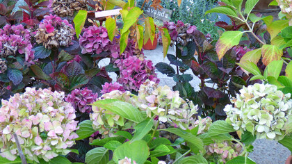 Hydrangea macrophylla