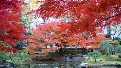 Jardín Botánico Koishikawa,  pertenece administrativamente a la Universidad de Tokio, siendo uno de los mejores lugares para disfrutar de las floraciones de los ume y los sakura, Japón