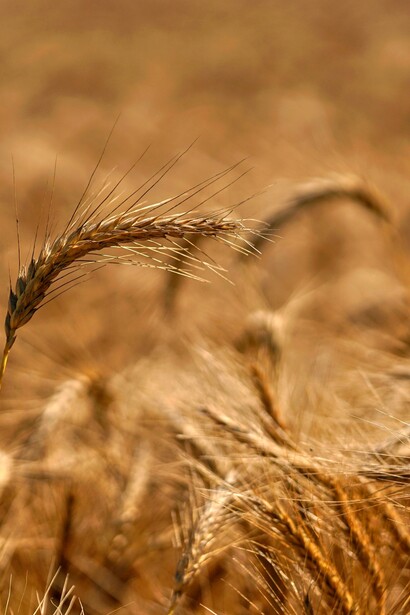 1. In molte culture, la semina del grano è accompagnata da preghiere e gesti simbolici per propiziare un raccolto abbondante