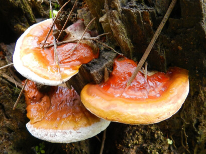 «Ganoderma lucidum» es un hongo basidiomiceto de la familia Ganodermataceae