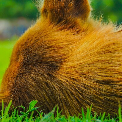  nossos animais vêm para nos tornar mais humanos 