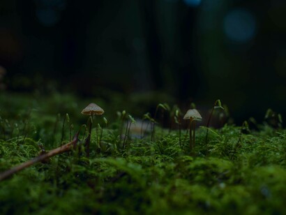 Chanterelle mushrooms are among the most popular wild edible mushrooms