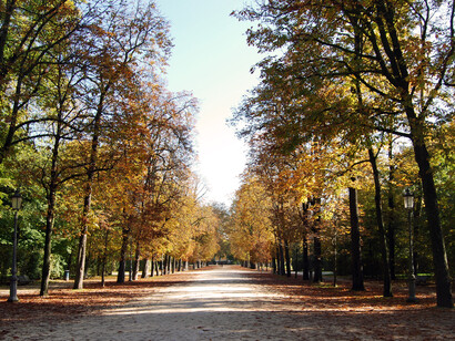 Viale alberato al Parco Ducale di Parma
