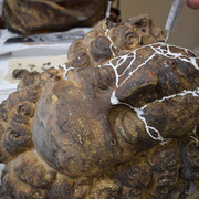 Revelations. Francesco Robba, Charles VI. Courtesy of National Gallery of Slovenia