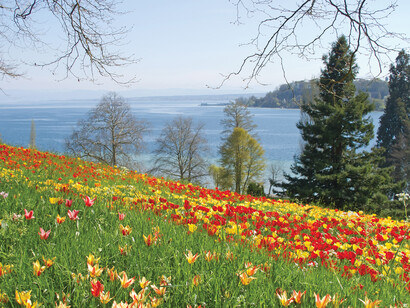 Stupende le fioriture primaverili di tulipani, giacinti, crochi, scille... Foto Enzo Valenti